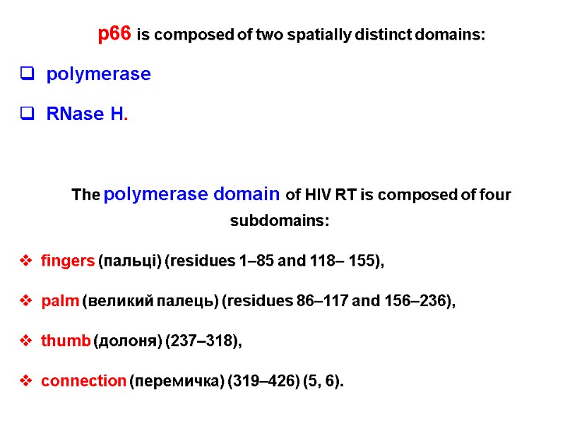 p66 is composed of two spatially distinct domains: polymerase  RNase H.  The